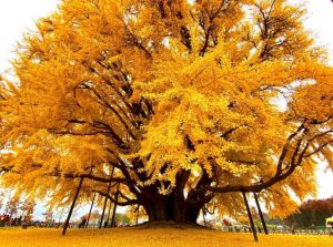 درخت شگفت‌انگیزی که ۸۶۰ سال قدمت دارد